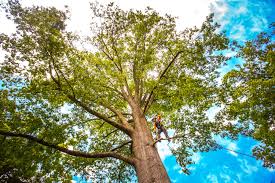 Best Tree Trimming and Pruning  in Bayou Vista, TX