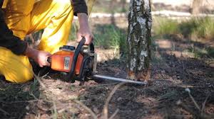 Best Firewood Processing and Delivery  in Bayou Vista, TX