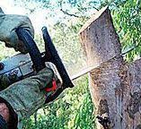 Best Tree Removal  in Bayou Vista, TX
