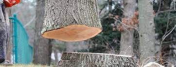 Best Hazardous Tree Removal  in Bayou Vista, TX