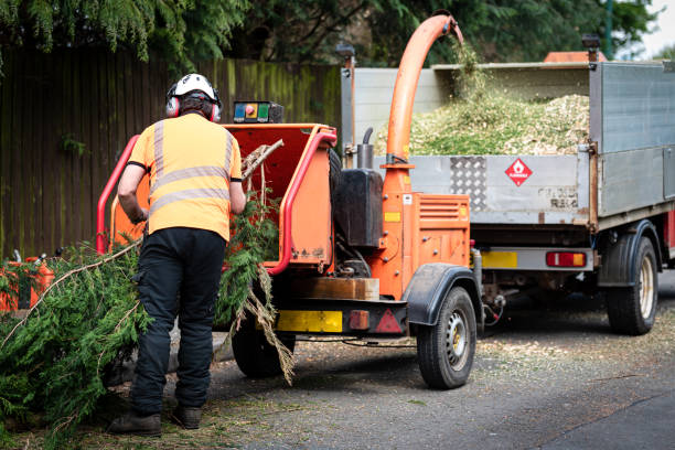 Best Tree and Shrub Care  in Bayou Vista, TX