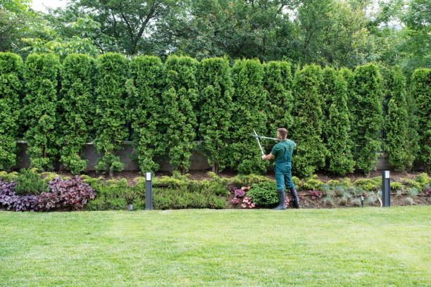 Best Lawn Pest Prevention  in Bayou Vista, TX