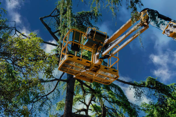 Best Tree Risk Assessment  in Bayou Vista, TX