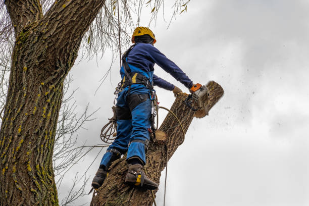 Best Storm Damage Tree Cleanup  in Bayou Vista, TX