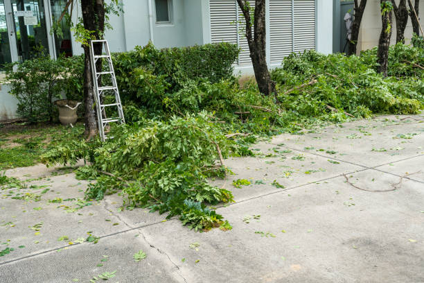  Bayou Vista, TX Tree Services Pros