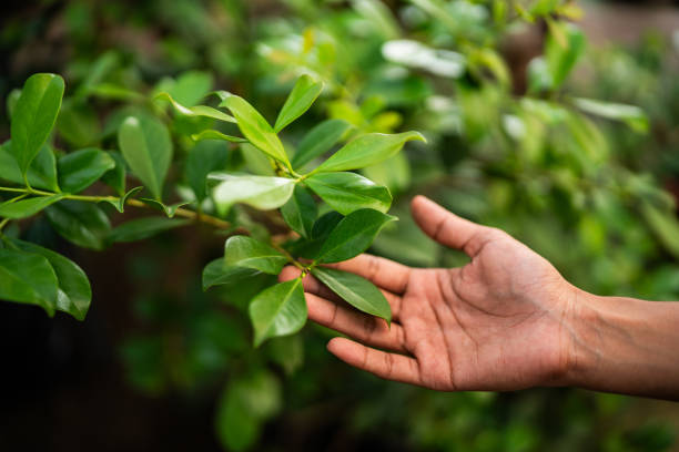 Best Tree Preservation Services  in Bayou Vista, TX