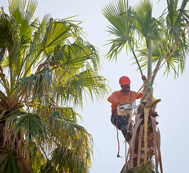 Best Leaf Removal  in Bayou Vista, TX