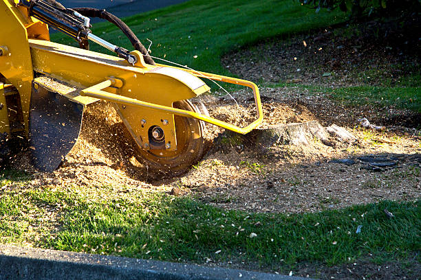 Best Tree Health Inspection  in Bayou Vista, TX