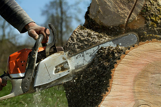 Best Root Management and Removal  in Bayou Vista, TX